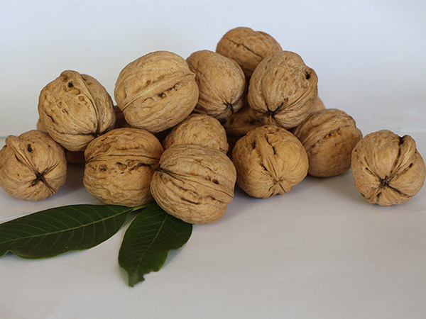 LiaoXi Walnut Inshell