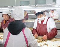 Скрининг грецкого ореха